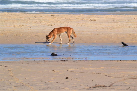 Ein Dingo, sieht harmlos und lieb aus aber sie können ganz schön gefährlich sein!