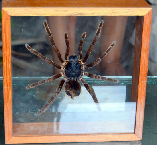 Die gibt es da auch (grrrr) Am liebsten hinter Glas!