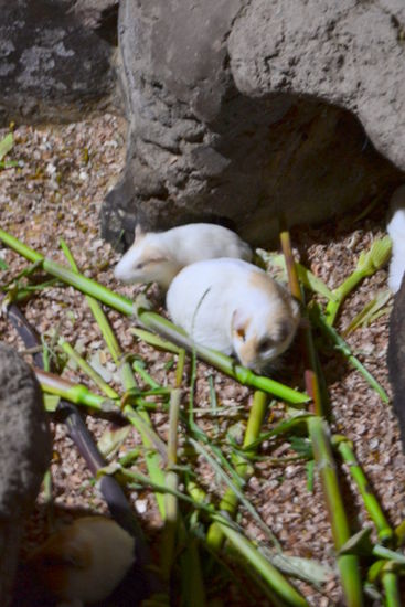 Meerschweinchen haben eine besondere Bedeutung: Jedes Haus hatte diese Tiere im Wohnraum, sie sind sehr sensibel und können Naturgewalten wie Erdbeben ... schon früh erkennen und warnen die Menschen durch ihre Schreie, die sich dann in Sicherheit bringen können.