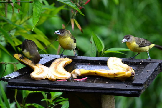 Mindo bietet eine gute Möglichkeit zur Vogelbeobachtung