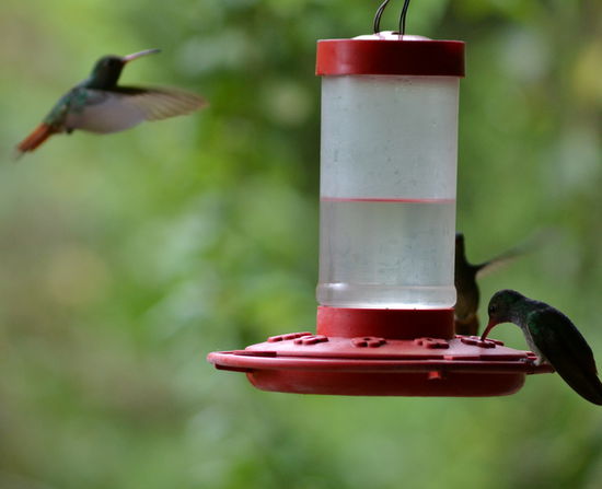 Es gibt unzählige Kolibris