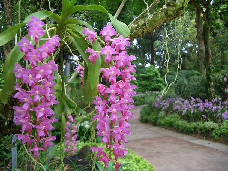 Die größte Orchideensammlung der Welt ließen wir uns nicht entgehen, es ist schon Wahnsinn, was Natur und Genetik im Zusammenspiel so zu Stande bringen...
