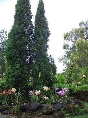 Orchideen soweit das Auge blicket-
dem Blumenfreak das Herz entzücket