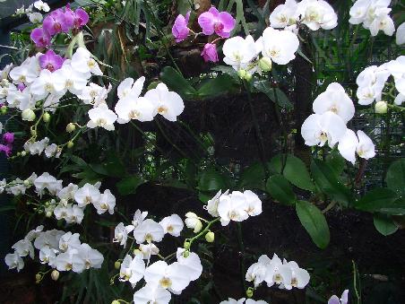 Ein Blütentraum aus Orchideen -
eine hieß sogar Lili Marleen