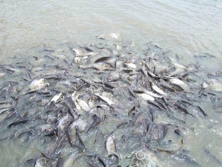 Fische (lebend) im Fluss in Bangkok