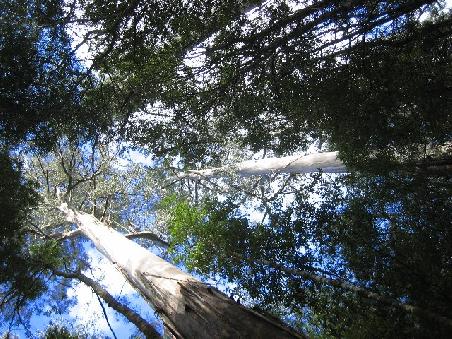 Im Mount Field Nationalpark.
