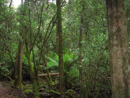 Wald im Mount Filed Nationalpark.