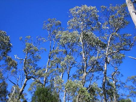Baeume mit blauem Himmel.