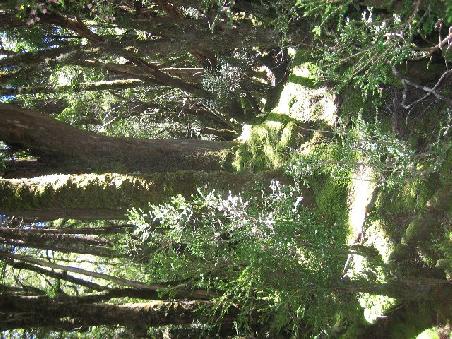 Das ist der Wald neben Gustavs Weindorfs Haus.