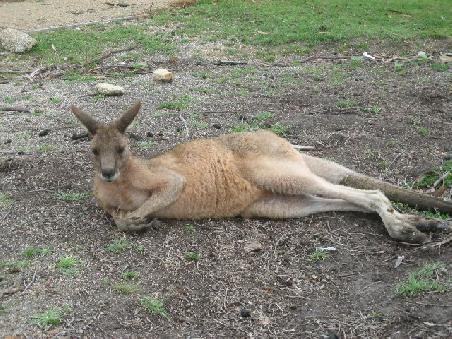 Natureworld, ein "Lazy Kaenguruh". So nach dem Motto mich kann heute nix aus der Ruhe bringen.