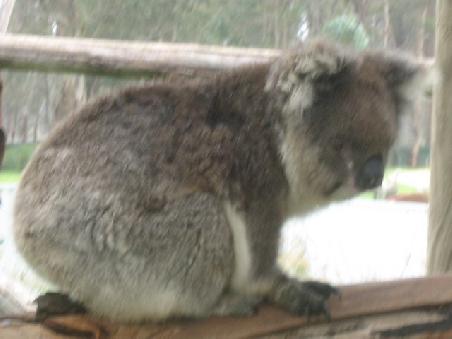Mal wieder ein nicht schlafender Koala, allerdings ist das Bild ein wenig verschwommen...