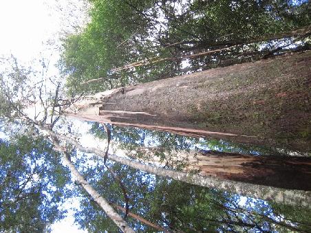Hier nochmal der Mount Field National Park.