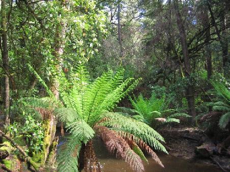 Gruen im Mount Field National Park.