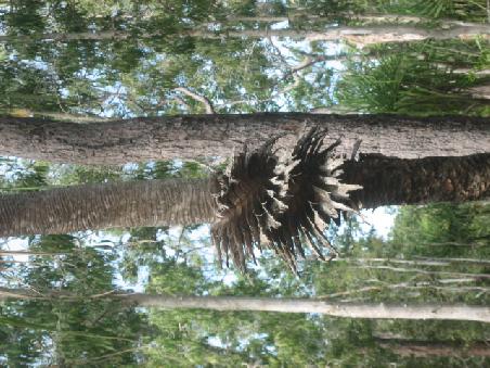 Stamm einer Palme.