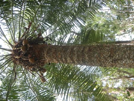 Palme.