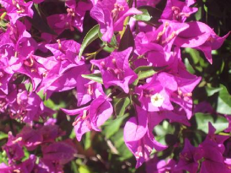Blumen.