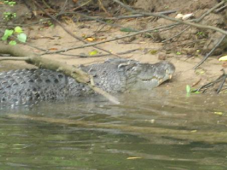 Kroko im Daintree River.