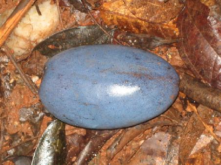 Cassowary Plum.