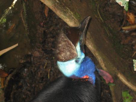 Cassowary. Das Maennchen ist daran zu erkennen, das es sich um den Nachwuchs kuemmert. Hier ein Maennlein, leider waren die Kids etwas kamerascheu und ausserdem noch nicht so farabenpraechtig.