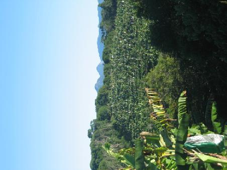Blick ueber die Plantage.