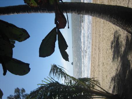 Palm Cove.