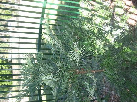 Ein ganz seltener Baum von dem man ausging der sei schon ausgestorben.