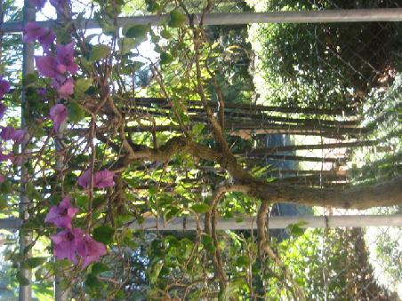 Im Bonsai Haus.