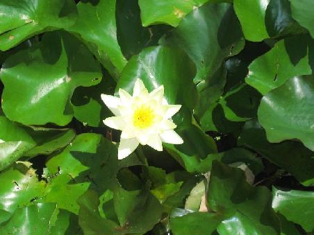 Seerose im Botanischen Garten.