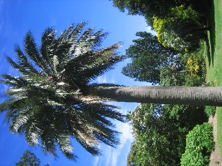 Palme im Botanischen Garten.