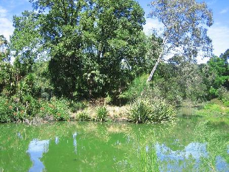 Teich im Botanischen Garten.