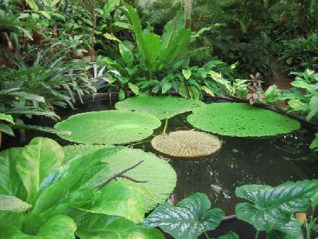 Teich im Gewaechshaus im Botanischen Garten.