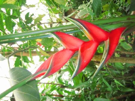 Nette Rote Pflanze.