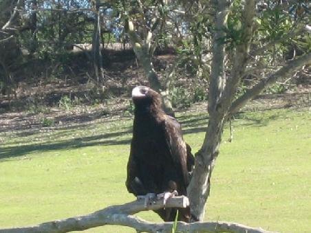 Irgendein Adler.
