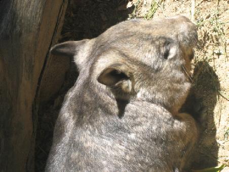 Wombat.