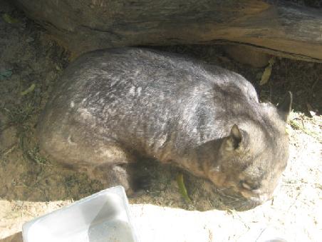 Wombat.