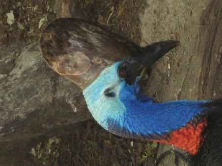 Cassowary.