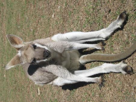 Kangaruh.