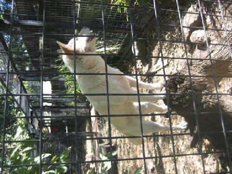 Ein Dingo.