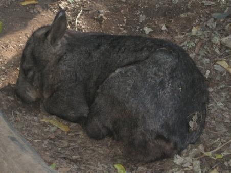 Schlafender Wombat.
