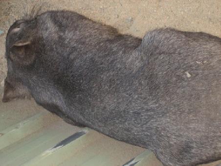 Wombat.