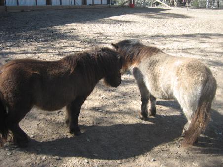 Extra fuer Silvia. Ich bin mir zwar nicht sicher ob das "Mini-Ponies" sind, die sahen zumindest sehr "mini" aus.