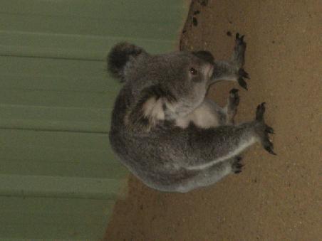 Koala am Boden.