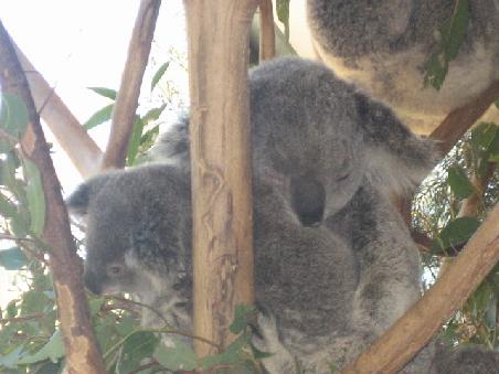 Mama und Joey.