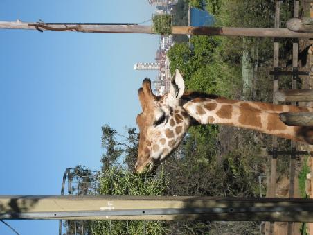 Giraffe.