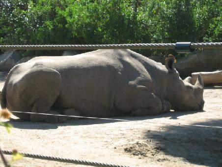Nashorn.
