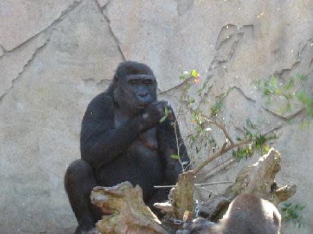 Gorilla.
