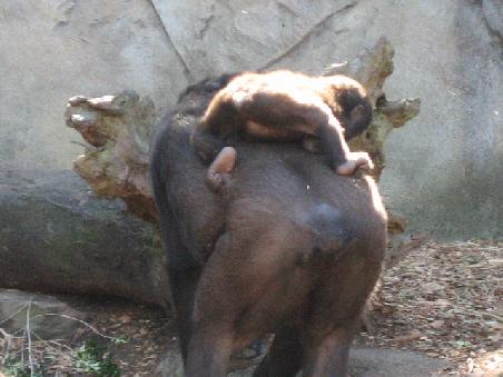 "Mama, trag mich"!