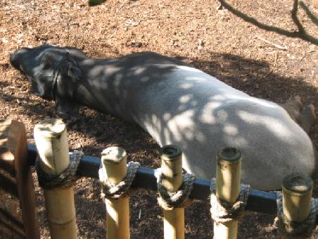Ein Tapir, wenn ich mich richtig erinnere.