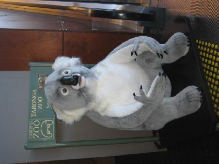 Ein Koala, ein bisschen grosser als normal.