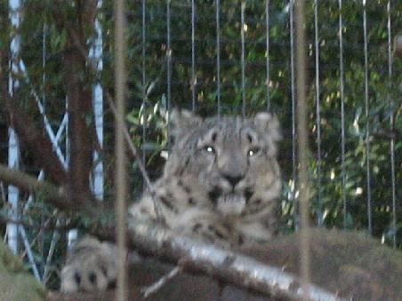 Ich glaube "Schneetiger".
